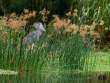 ShoebillInReeds_OM11029