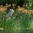 ShoebillInReeds_OM11029