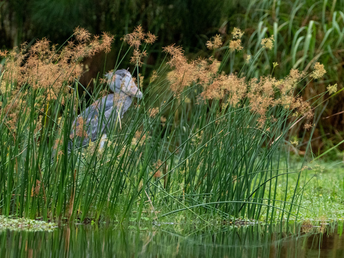 ShoebillInReeds_OM11029