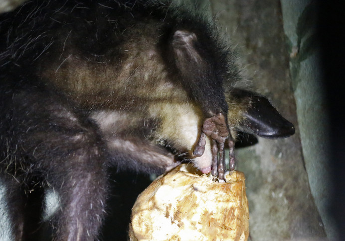Aye-aye 