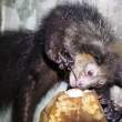 Aye-aye