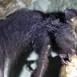 Aye-aye