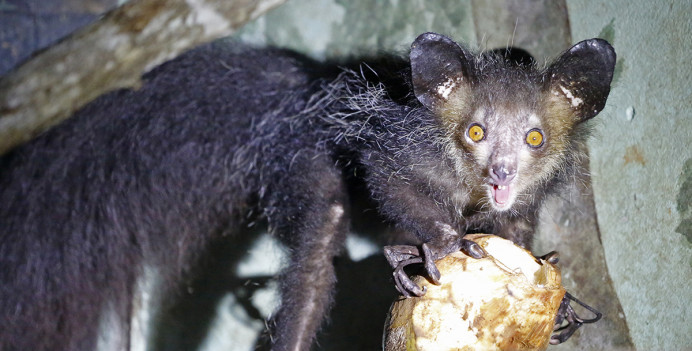 Aye-aye