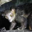 Aye-aye