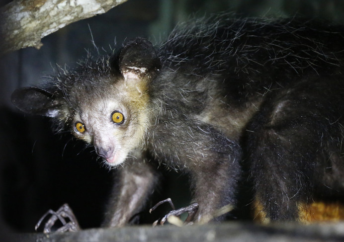 Aye-aye