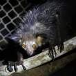 Aye-aye