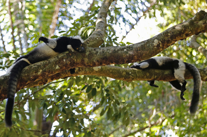 Black-and-white Ruffed Lemurs