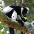 Black-and-White Ruffed Lemur