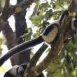 Black-and-white Ruffed Lemur