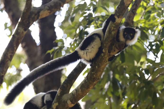 Black-and-white Ruffed Lemur