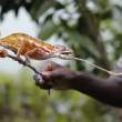 Chameleon Having Lunch