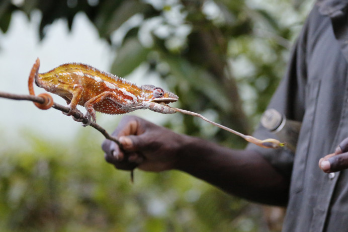 Chameleon Having Lunch