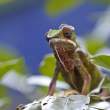 Madagascar