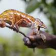 Chameleon