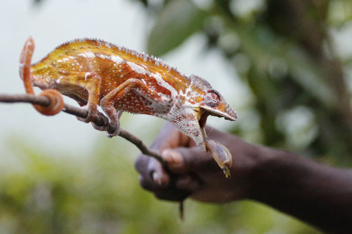 Chameleon
