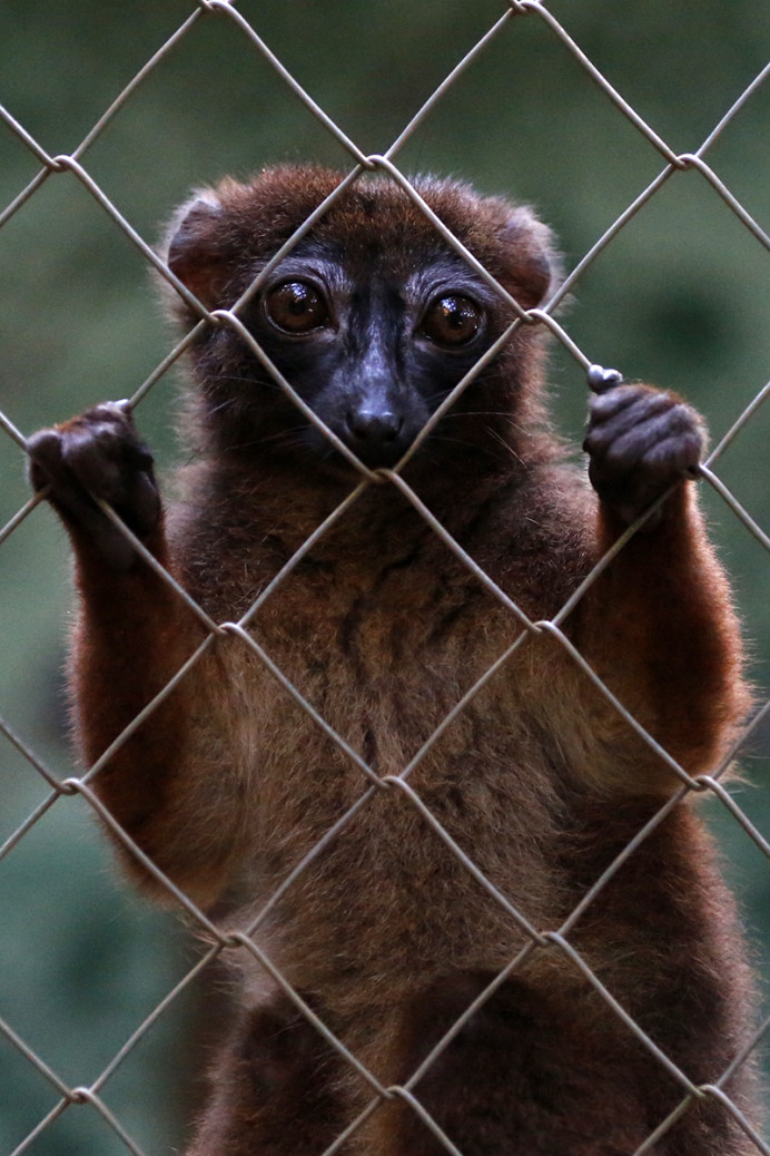 Young Brown Lemur