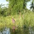 Gathering rice along the river.
