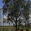 Cattle finding welcome shade