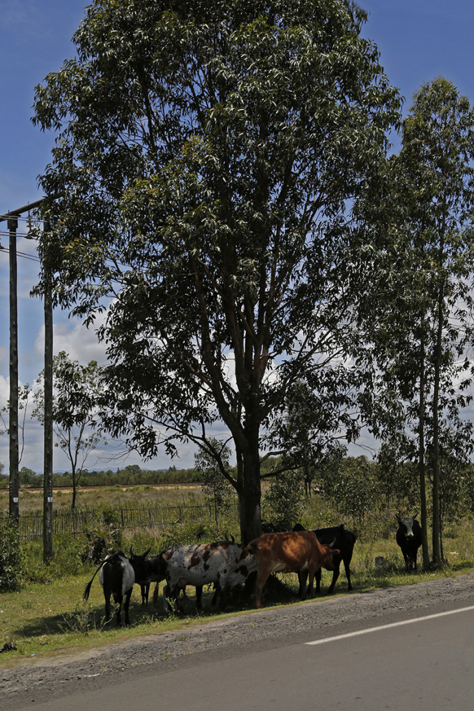 Cattle finding welcome shade
