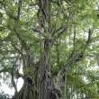Old Mangrove Tree