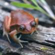 Tomato Frog