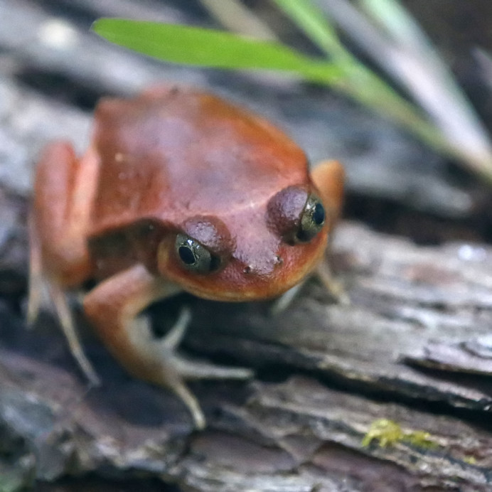 Tomato Frog