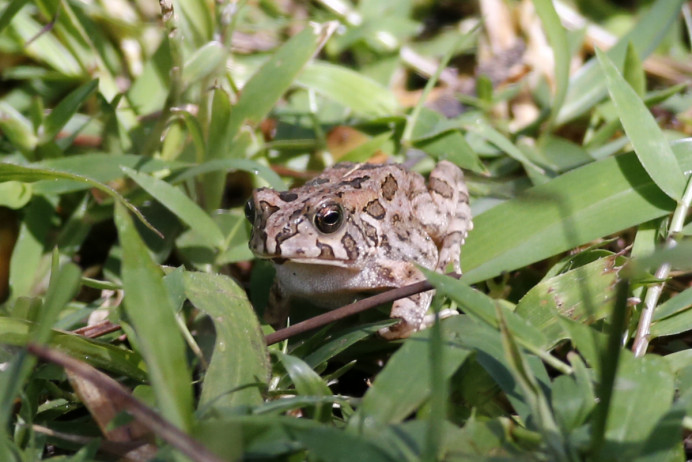 Frog