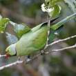 Mauritius Parakeet