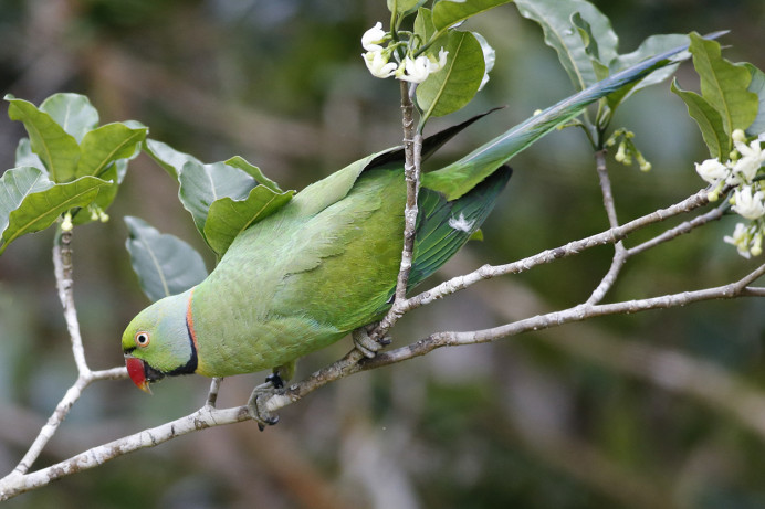 Mauritius Parakeet