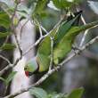 Mauritius Parakeet