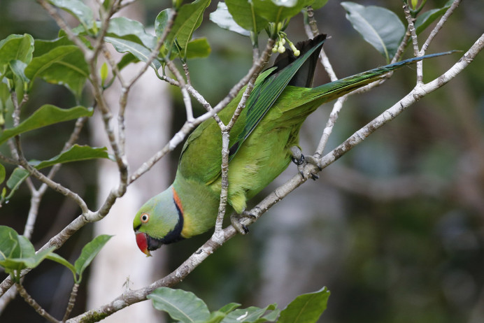 Mauritius Parakeet