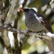 Mauritius black bulbul