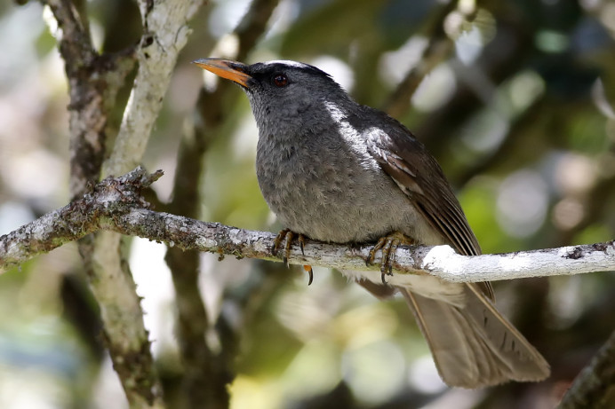 Mauritius black bulbul