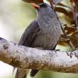 Mauritius black bulbul