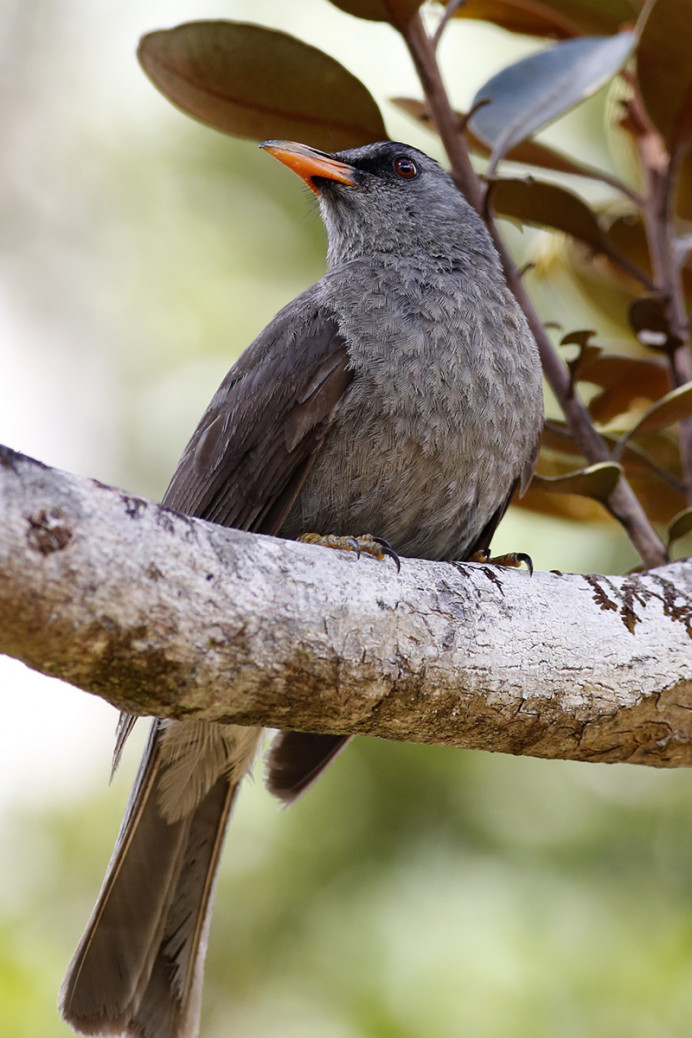 Mauritius black bulbul