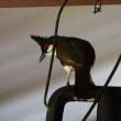 Red-whiskered bulbul