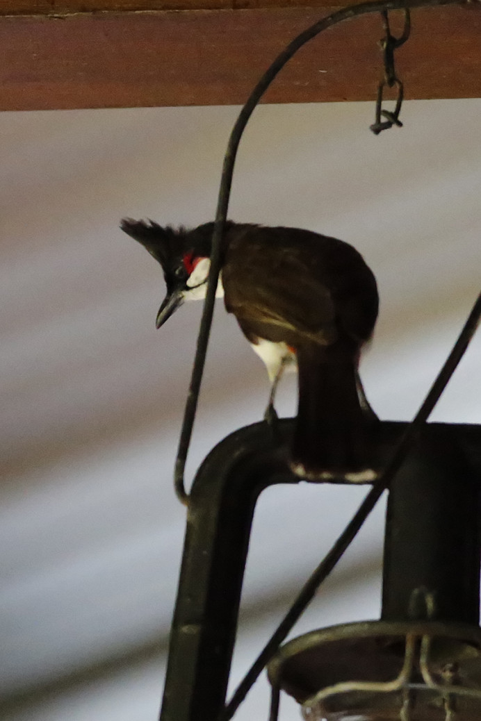 Red-whiskered bulbul