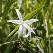 White Flower