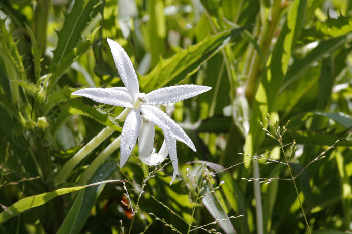 White Flower