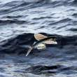 Flying Fish