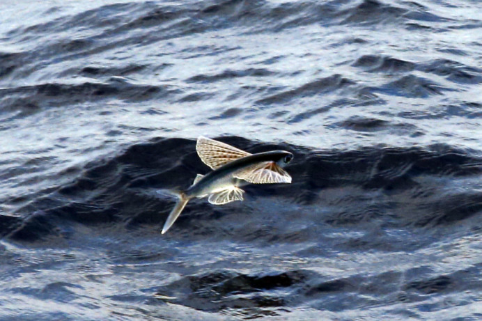 Flying Fish