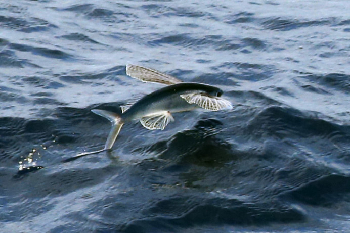 Flying Fish