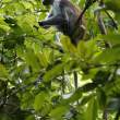 Red Colobus Monkey