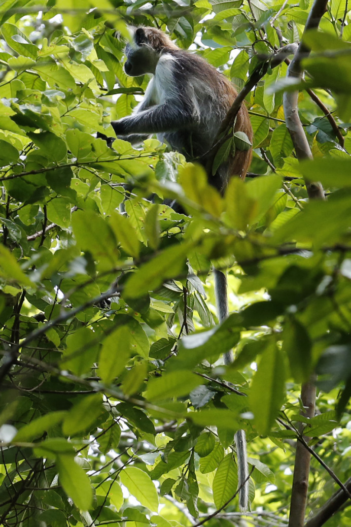 Red Colobus Monkey