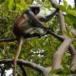 Red Colobus Monkey
