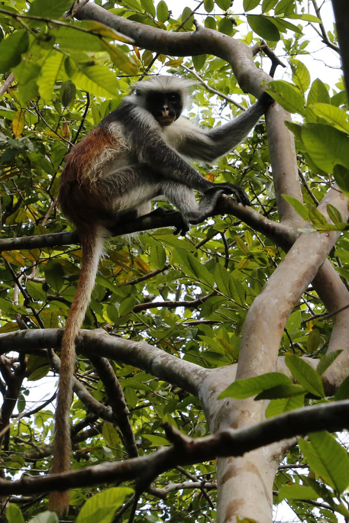 Red Colobus Monkey
