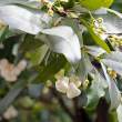Bell-shaped fruit and blossoms