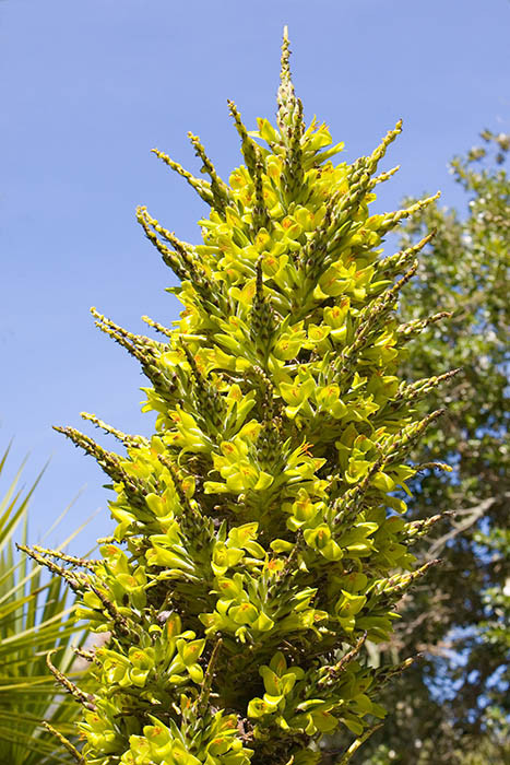 Agave (?) flowers, Tresco Abbey Gardens