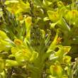 Agave (?) flowers, Tresco Abbey Gardens
