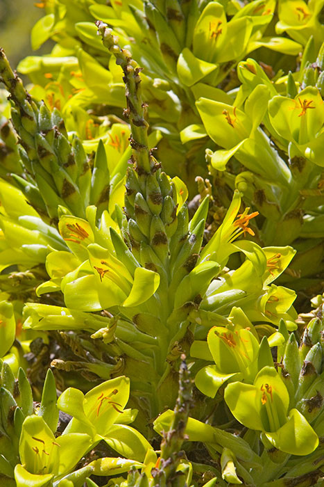 Agave (?) flowers, Tresco Abbey Gardens